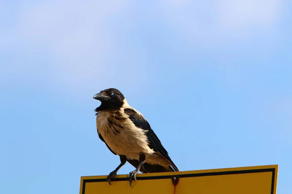 Gray Crow Looking Food Beach Mediterranean Sea — Stock Photo, Image