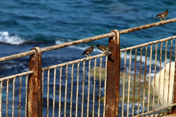 Cerca Parque Orillas Del Mar Mediterráneo Norte Israel — Foto de Stock