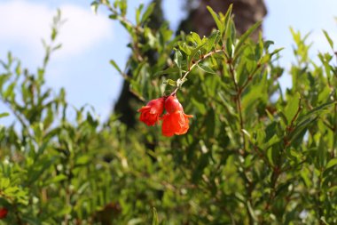 kuzey İsrail'de yaz aylarında doğa ve çiçek resimleri yakın 