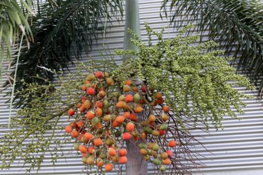 kuzey İsrail'de yaz aylarında doğa ve çiçek resimleri yakın 