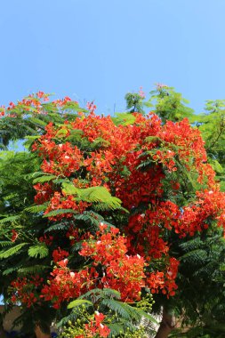 kuzey İsrail'de yaz aylarında doğa ve çiçek resimleri yakın 