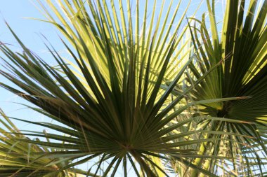 kuzey İsrail'de yaz aylarında doğa ve çiçek resimleri yakın 
