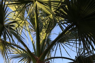 kuzey İsrail'de yaz aylarında doğa ve çiçek resimleri yakın 