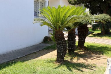 kuzey İsrail'de yaz aylarında doğa ve çiçek resimleri yakın 