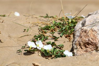 kuzey İsrail'de yaz aylarında doğa ve çiçek resimleri yakın 