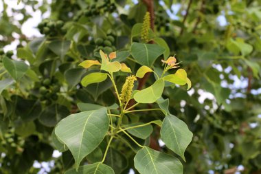 kuzey İsrail'de yaz aylarında doğa ve çiçek resimleri yakın 