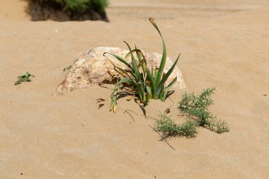 kuzey İsrail'de yaz aylarında doğa ve çiçek resimleri yakın 