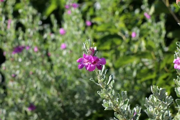 Fotografías Naturaleza Las Flores Verano Cerca Norte Israel —  Fotos de Stock