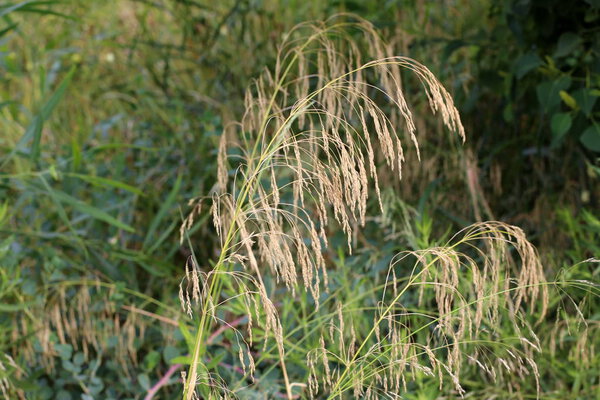 фотографии природы и цветов летом крупным планом на севере Израиля
 