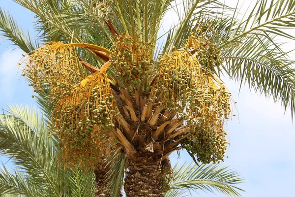 Garten Nordisrael Reifen Die Früchte Dattelpalmen Wird Eine Gute Ernte — Stockfoto