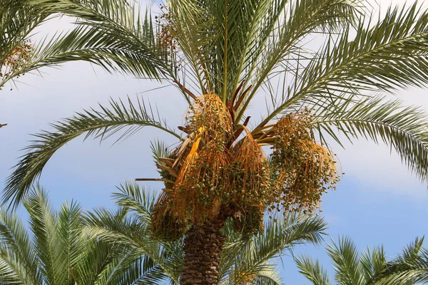Jardim Norte Israel Frutos Amadurecem Tamareiras Haverá Uma Boa Colheita — Fotografia de Stock
