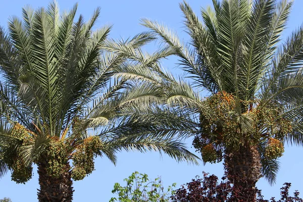 Dans Jardin Nord Israël Les Fruits Mûrissent Sur Les Palmiers — Photo