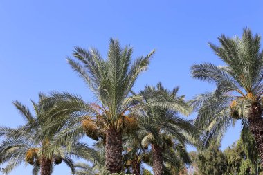 Kuzey İsrail'de bahçede, meyve hurma olgunlaştırmak, iyi bir hasat olacak 