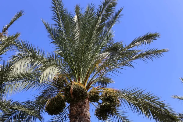 Jardim Norte Israel Frutos Amadurecem Tamareiras Haverá Uma Boa Colheita — Fotografia de Stock