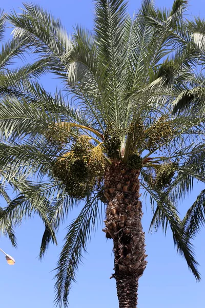 Jardim Norte Israel Frutos Amadurecem Tamareiras Haverá Uma Boa Colheita — Fotografia de Stock