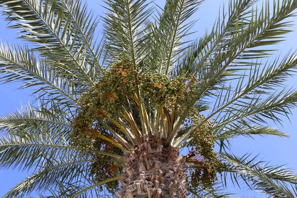 Jardín Norte Israel Los Frutos Maduran Palmeras Datileras Habrá Una — Foto de Stock