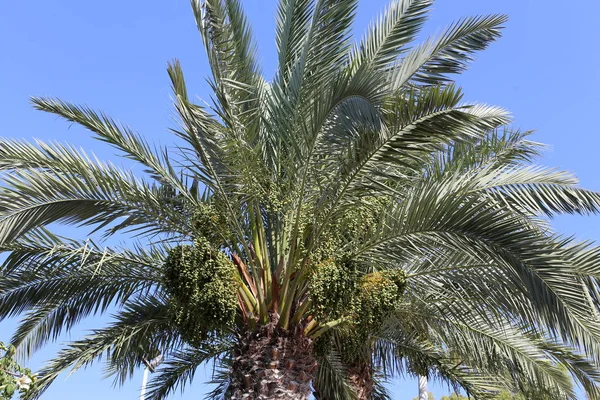 Jardín Norte Israel Los Frutos Maduran Palmeras Datileras Habrá Una — Foto de Stock