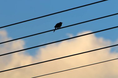 İsrail'in kuzeyinde elektrik akan bir kutup üzerinde elektrik telleri 