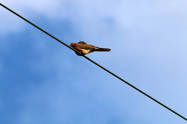 Stromkabel Einem Mast Entlang Dessen Strom Norden Israels Fließt — Stockfoto