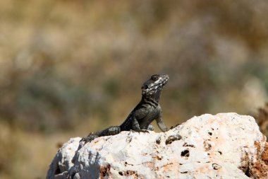 Kertenkele Akdeniz kıyılarında büyük bir taş üzerinde oturan ve güneşin tadını 
