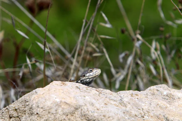 Lizard Zittend Een Grote Steen Aan Oevers Van Middellandse Zee — Stockfoto