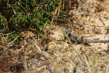 Kertenkele Akdeniz kıyılarında büyük bir taş üzerinde oturan ve güneşin tadını 
