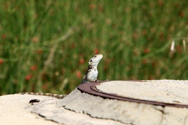 Kertenkele Akdeniz kıyılarında büyük bir taş üzerinde oturan ve güneşin tadını 