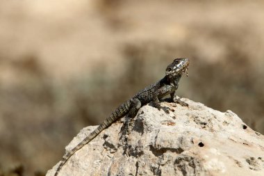 Kertenkele Akdeniz kıyılarında büyük bir taş üzerinde oturan ve güneşin tadını 