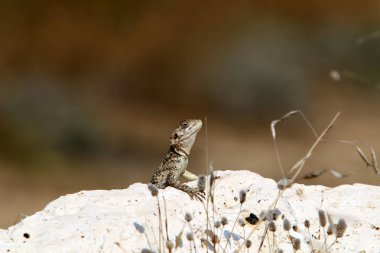 Kertenkele Akdeniz kıyılarında büyük bir taş üzerinde oturan ve güneşin tadını 