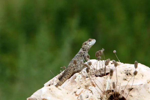 Lizard Sitting Large Stone Shores Mediterranean Sea Basking Sun — Stock Photo, Image