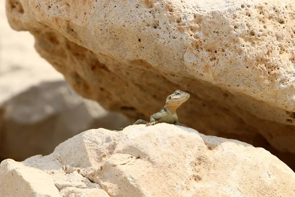 Lizard Zittend Een Grote Steen Aan Oevers Van Middellandse Zee — Stockfoto