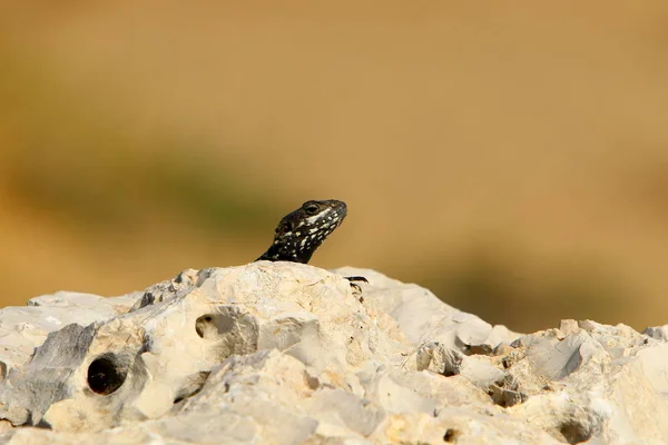 Kertenkele Akdeniz Kıyılarında Büyük Bir Taş Üzerinde Oturan Güneşin Tadını — Stok fotoğraf