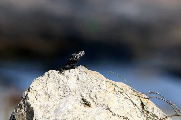 Lézard Assis Sur Une Grande Pierre Sur Les Rives Mer — Photo