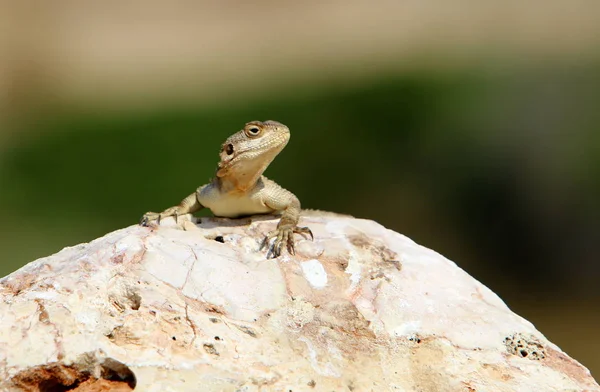 Lézard Assis Sur Une Grande Pierre Sur Les Rives Mer — Photo