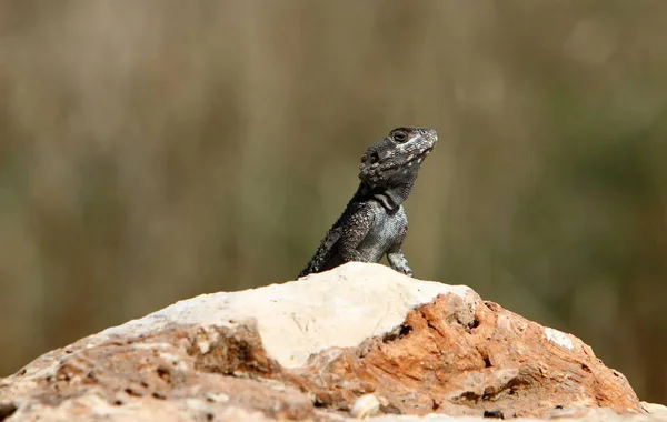蜥蜴坐在地中海海岸的一块大石头上晒太阳 — 图库照片