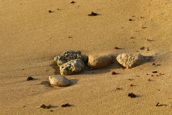 Pedras Conchas Nas Margens Mar Mediterrâneo Norte Israel — Fotografia de Stock