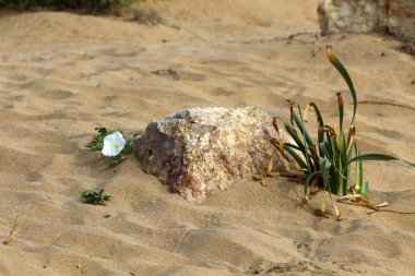 İsrail'in kuzeyinde Akdeniz kıyılarında taş ve kabukları 