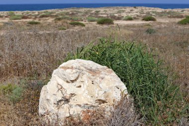 İsrail'in kuzeyinde Akdeniz kıyılarında taş ve kabukları 