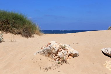 İsrail'in kuzeyinde Akdeniz kıyılarında taş ve kabukları 