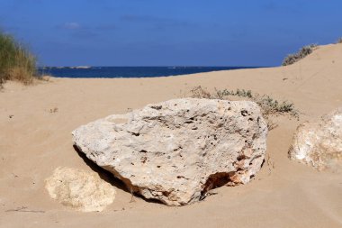İsrail'in kuzeyinde Akdeniz kıyılarında taş ve kabukları 