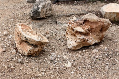 İsrail'in kuzeyinde Akdeniz kıyılarında taş ve kabukları 