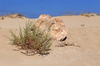 İsrail'in kuzeyinde Akdeniz kıyılarında taş ve kabukları 
