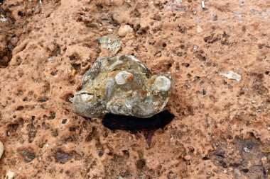 İsrail'in kuzeyinde Akdeniz kıyılarında taş ve kabukları 