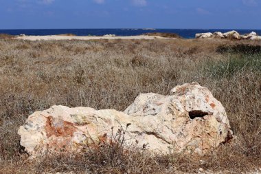 İsrail'in kuzeyinde Akdeniz kıyılarında taş ve kabukları 