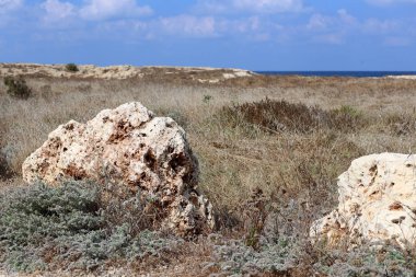 İsrail'in kuzeyinde Akdeniz kıyılarında taş ve kabukları 