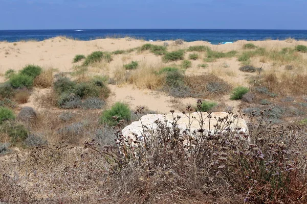Stenar Och Snäckor Vid Medelhavets Strand Norra Israel — Stockfoto