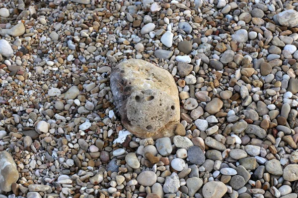 Kamienie Muszle Brzegu Morza Śródziemnego Północnej Części Izraela — Zdjęcie stockowe