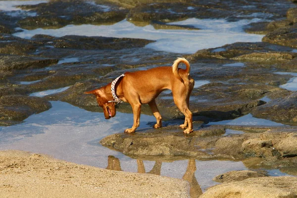 Собака Прогулки Берегам Средиземного Моря Севере Израиля — стоковое фото