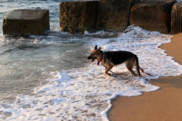 Dog Walk Shores Mediterranean Sea North Israel — Stock Photo, Image