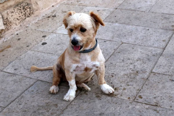 Perro Para Dar Paseo Por Las Orillas Del Mar Mediterráneo — Foto de Stock